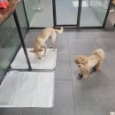 피터펫 이미지