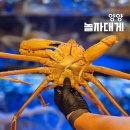 선사랑 놀자 | 낙산사 근처 맛집 양양 대게 체스터톤스 낙산 맛집 놀자대게