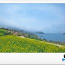 완도10호 이미지