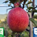 황제농장2 이미지