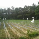 허수아비 이미지