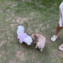 롯데애견 이미지