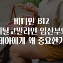 B12-2 | 비타민 B12 메틸코발라민 임산부와 태아에게 왜 중요한가