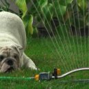 불도그와 스프링클러 (The Bulldog and the Sprinkler) 이미지