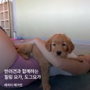 디요가 | [레저디] 강아지와 함께 하는 운동 '도그요가' 후기 및 효과