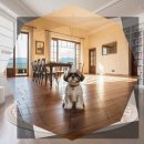 시바견 전문 가도켄넬 | 마곡 시바견분양 지금 바로 확인하세요