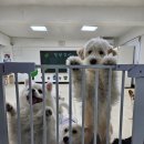 망원견 애견유치원&애견호텔 이미지