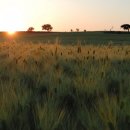 보리밭 이미지