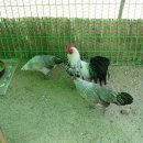 우리닭집 이미지