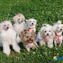 옹기종기 이미지