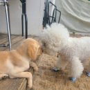 SK에너지(주) 신세계주유소 | 대구 수성구 애견 유치원&amp;카페 [개팔상팔] 첫 유치원 등원 후기