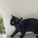 고양이분양 반하나캣 이미지