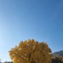 국도21호 은행나무길 | 원주 반계리 은행나무 25년 11월 15일 후기 (CCTV 확인 방법)