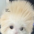 댕스베리 이미지