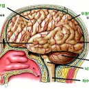 신경외과(신경과) 의학용어 A-Z까지 이미지