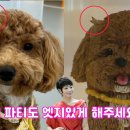 트렌독 이미지
