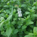 박하농장 이미지