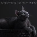 감자국댕치원 네이버블로그