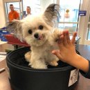 The마중 | [공지] [대전] 문구 투어 (프렐류드, 다구로잉, 소품샵 마중)그리고 대선칼국수