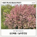 늘푸른전당 노래방 | 240417 경남 창원 가볼 만한 겹벚꽃 명소 성산패총 늘푸른전당 후기 개화 상황