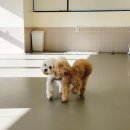 개라데이션 이미지