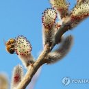 버들강아지 이미지