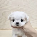퍼펫 애견카페 네이버블로그