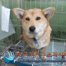행선로 노트펫