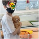 온퍼피 프리미엄 전주강아지분양 본점 이미지