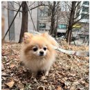 강아지유치원왕왕 - 마포구 마포대로11길 92 | 강아지유치원왕왕 마포 방문기, 마포애견유치원에서 만난 자연스러운 케어