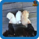 옥천만남 | 옥천강아지분양 꿈꿔왔던 댕댕이 만남