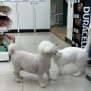 세븐일레븐 가평마장리점 이미지