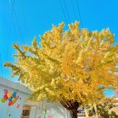 CU 거제수양센텀점 | 거제 어린왕자 은행나무 명소 11월 가을한정뷰 사진