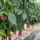 제로원농장 이미지