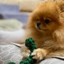 DOGGIE 티스토리