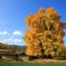 은행나무 이미지