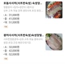 오늘도사시미 이미지
