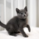 인천고양이분양 도레미캣 이미지