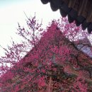 백양사(순천) 이미지