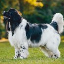 독(DOG)도 이미지