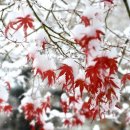 왕골남서문곰탕 이미지