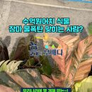 흙이보배다식물