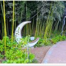 섬진강대나무숲길 이미지