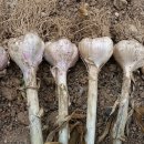 호연농장 이미지