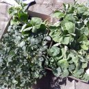 병화 농장 이미지