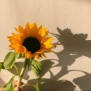 원봉중학교 이미지