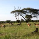 세렝게티 이미지