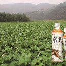 칠성우엉 조세일보