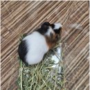 펫엔글라이더 천안점 이미지