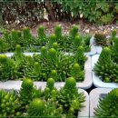 경자네 농장 이미지